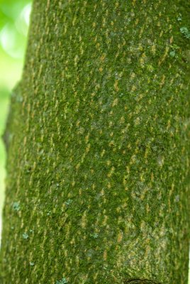 Tilia platyphyllos 'Laciniata' - lípa velkolistá - kůra